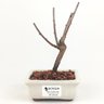 bonsai_sakura_rosa_2_anos_17_cm_13168_1_57b107dbe58501c46a6b9d107c896e80