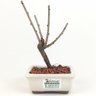 bonsai_sakura_rosa_2_anos_17_cm_13168_3_daa8f6a5df7af70c06f9568cd09c1082