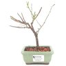 bonsai_sakura_rosa_2_anos_18_cm_13176_1_b4f77488fd752a247fbc44f1b89ed5ce