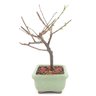 bonsai_sakura_rosa_2_anos_18_cm_13176_2_dee9e9367b21441af4292e0a2da0e201