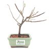 bonsai_sakura_rosa_2_anos_18_cm_13176_3_054b62d2ae1f41c89fb6bdc49b5d6db6