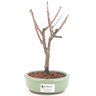 bonsai_sakura_rosa_2_anos_21_cm_13180_1_a46a06c28042c9e2e5f4b9d5d85e0b48
