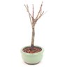 bonsai_sakura_rosa_2_anos_21_cm_13180_2_494b854ad920340f391907088ec32dee