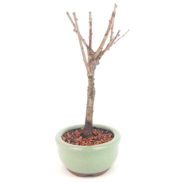 bonsai_sakura_rosa_2_anos_21_cm_13180_2_494b854ad920340f391907088ec32dee