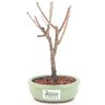 bonsai_sakura_rosa_2_anos_21_cm_13180_3_c37841f40556fb27c8b8154a0ba3af6c