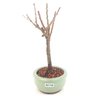 bonsai_sakura_rosa_2_anos_21_cm_13180_4_3ba06b32f5ac13cb6d6ced197f944acc