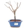 bonsai_sakura_rosa_3_anos_25_cm_13196_1_c9f34ed3768454c1b9215615258c7452