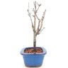bonsai_sakura_rosa_3_anos_25_cm_13196_2_8f62eed2b897c1afde4f8a627618ce95