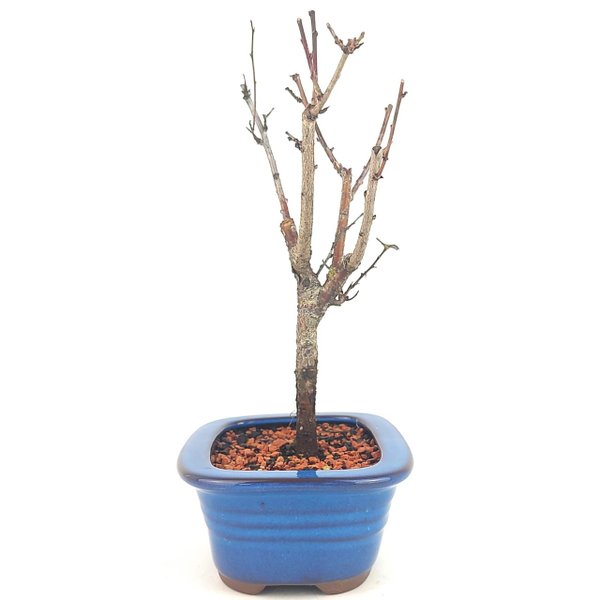 bonsai_sakura_rosa_3_anos_25_cm_13196_2_8f62eed2b897c1afde4f8a627618ce95
