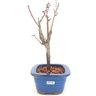 bonsai_sakura_rosa_3_anos_25_cm_13196_4_9bf5619d6d7f9272356971407f54909f