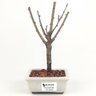 bonsai_sakura_rosa_2_anos_19_cm_13202_1_ac38d96693ec46166e0bbed4c382e81b