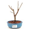 bonsai_sakura_rosa_2_anos_18_cm_13208_1_9b07cb679168fc01dd3aa06ea2537b68