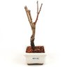bonsai_sakura_rosa_2_anos_20_cm_13216_2_0cddaec1c02a481f03fa82a6f82f1700