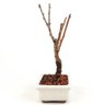 bonsai_sakura_rosa_2_anos_20_cm_13216_4_356537a69ed7342773541238e2a618a0
