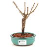 bonsai_sakura_rosa_2_anos_18_cm_13236_1_36324b07b3207bebabe7f0e64459723d