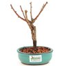 bonsai_sakura_rosa_2_anos_18_cm_13236_3_4a70dbe332930f93685635f79858af73