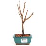 bonsai_sakura_rosa_2_anos_23_cm_13238_1_319b930cb1b9ec25f7c0d22b28f66fcd