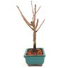 bonsai_sakura_rosa_2_anos_23_cm_13238_2_f4a95b80edfe54b7f99b839165aaeac6