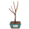 bonsai_sakura_rosa_2_anos_23_cm_13238_3_760134b8db79d346aba93d2c3fb37792