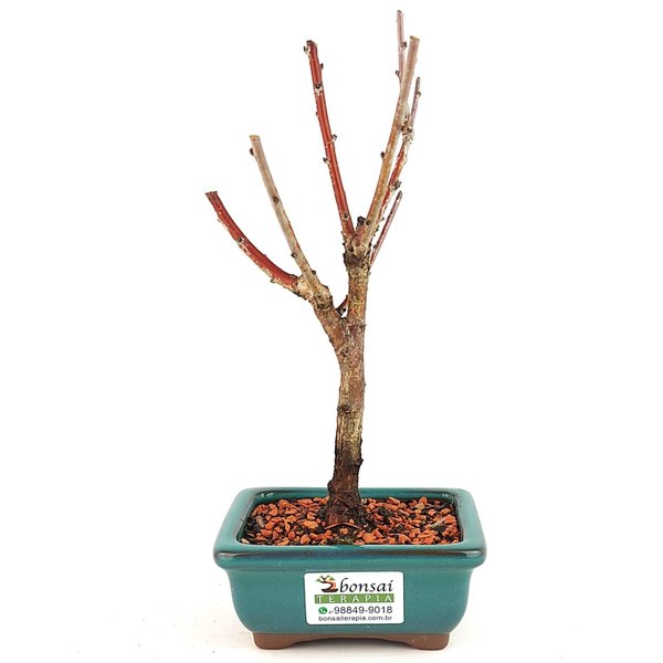 bonsai_sakura_rosa_2_anos_23_cm_13238_3_760134b8db79d346aba93d2c3fb37792