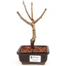 bonsai_sakura_rosa_2_anos_19_cm_13246_1_9369eb6e72623bcb66d2d49c2681f803