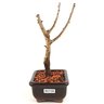 bonsai_sakura_rosa_2_anos_19_cm_13246_4_ae06f36df60cecd8654226098e1a7aa2
