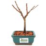bonsai_sakura_rosa_2_anos_17_cm_13250_3_e674cbee3bd2bc6d97102c0be277fb3a