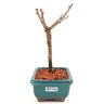 bonsai_sakura_rosa_2_anos_17_cm_13250_4_92ad988a0de56119cb8d3dbfe5cb850f