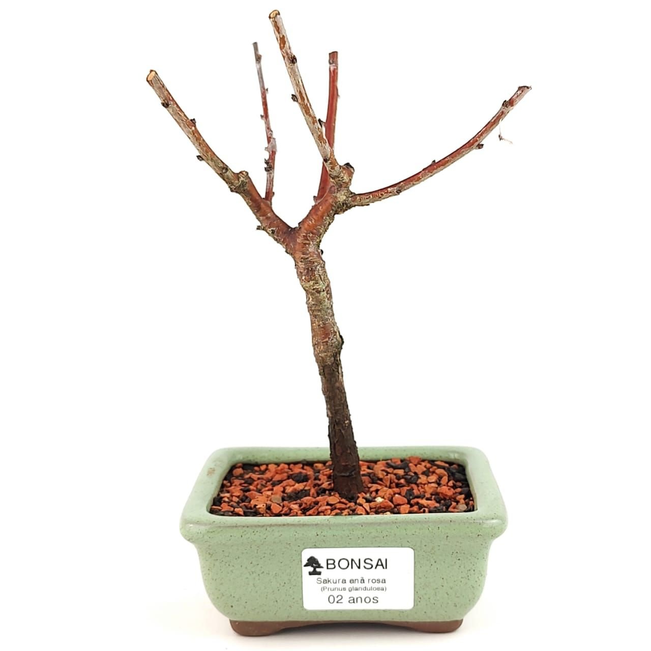 Bonsai Sakura Rosa - 2 Anos 18 Cm