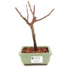 bonsai_sakura_rosa_2_anos_18_cm_13278_1_8ece91aa049e64fc51c882e32bb3112c