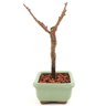 bonsai_sakura_rosa_2_anos_18_cm_13278_2_a02e6062d772fe0a61d3f00718b8c760