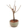 bonsai_sakura_branca_dobrada_2_anos_22_cm_13280_2_5ad953aed9816f9e5c839cf15b4e80e4