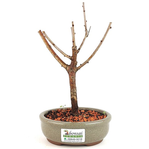 bonsai_sakura_branca_dobrada_2_anos_22_cm_13280_3_a87bafbbdbb59d09c4eed295dc29e2f8