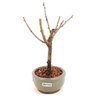 bonsai_sakura_branca_dobrada_2_anos_22_cm_13280_4_58e0c93a80ce113c3bc9867e59e5334b