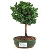 bonsai_procumbens_2_anos_22_cm_13318_1_c1f260b0b6e15099fca1243fe6a36b81