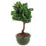 bonsai_procumbens_2_anos_22_cm_13318_2_91e66502b97ee4d9baa03b2301717fa5