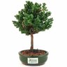 bonsai_procumbens_2_anos_22_cm_13318_3_35873ec6717544c31bfff5035c94edb2