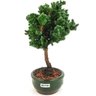 bonsai_procumbens_2_anos_22_cm_13318_4_23dd6467621f175fd76104fc4e20ad3f