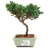 bonsai_procumbens_2_anos_19_cm_13328_1_2456effbdcfd032d22936ef8c9e06ced