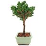 bonsai_procumbens_2_anos_19_cm_13328_2_5a9a351ad4f39957e55fcc444f1a8a1e