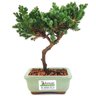 bonsai_procumbens_2_anos_19_cm_13328_3_cc41984659b5f4d66bb6c2112bbaf690