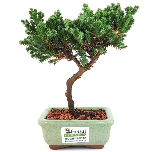 bonsai_procumbens_2_anos_19_cm_13328_3_cc41984659b5f4d66bb6c2112bbaf690