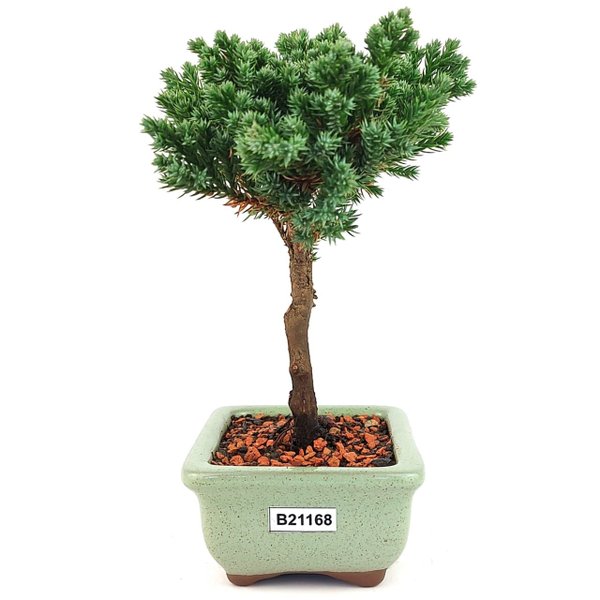 bonsai_procumbens_2_anos_19_cm_13328_4_06b1a398ac41ed4f6080a0b1a280361d