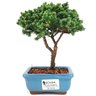 bonsai_procumbens_2_anos_18_cm_13330_1_d4ea84ad5b7f57e83cc15a76719c6513