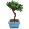 bonsai_procumbens_2_anos_18_cm_13330_2_94c24cd1e715ff848e8d09b9169075e1