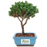 bonsai_procumbens_2_anos_18_cm_13330_3_35c238bf11415c671e06199f01a98186