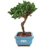 bonsai_procumbens_2_anos_18_cm_13330_4_105d49063336575b3020a9de81192074