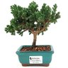 bonsai_procumbens_2_anos_18_cm_13332_1_dbb518912039b2d4f50dfda3563ff240