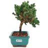bonsai_procumbens_2_anos_18_cm_13332_3_9d6d0635029071e38c450a98509edc4e
