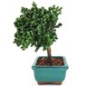 bonsai_procumbens_2_anos_18_cm_13332_4_9e9940f4a18676ede718e5a64fb2763a